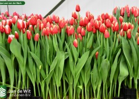 Tulipa Leen van der Mark (2)